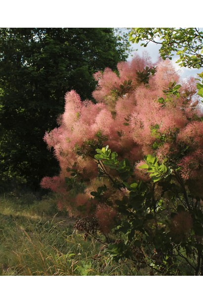 Квіти Скумпії Меджік Торч 